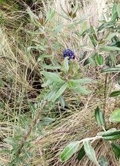 Monnina crassifolia