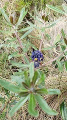 Monnina crassifolia