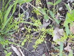 Floerkea proserpinacoides