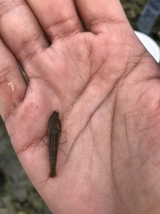 Alpheus heterochaelis