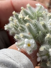 Oreocarya virginensis