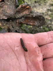 Alpheus heterochaelis