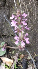 Stachys elliptica