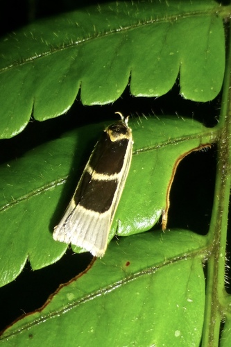 Antaeotricha image