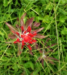 Castilleja arvensis