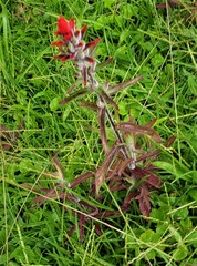 Castilleja arvensis