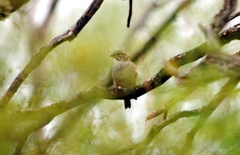 Rhynchospiza strigiceps