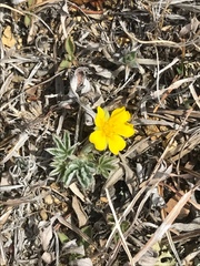 Potentilla concinna concinna