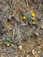 Potentilla concinna concinna