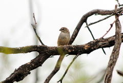 Rhynchospiza strigiceps