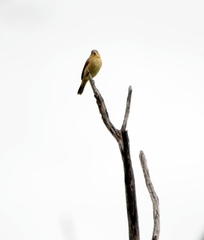 Sporophila caerulescens