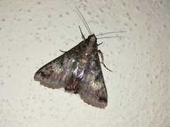 Melipotis famelica