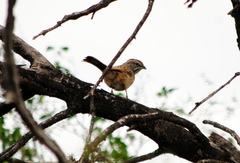 Rhynchospiza strigiceps