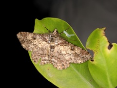 Cleora alienaria