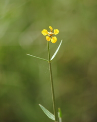 Tricomaria usillo