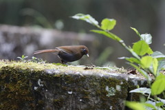 Pterorhinus poecilorhynchus