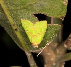 Doloessa viridis