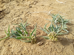 Asclepias macrosperma