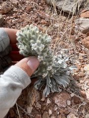 Oreocarya virginensis