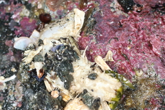 Eupentacta pseudoquinquesemita