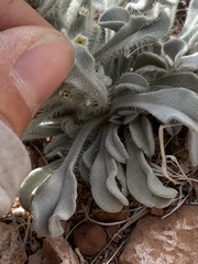 Oreocarya virginensis