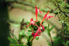 Justicia xylosteoides