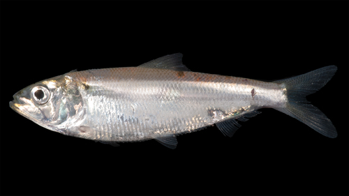 American Shad