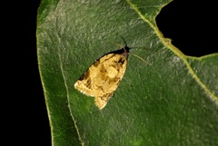 Neocalyptis liratana