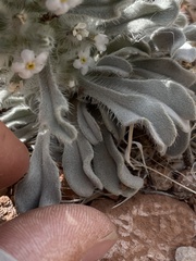 Oreocarya virginensis