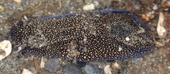 Aglaja ocelligera