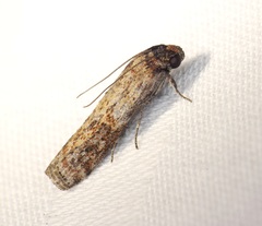 Phycita cirrhodelta