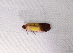 Piesmopoda semilutea