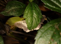 Ruttellerona pseudocessaria