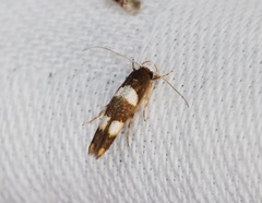 Stathmopoda paradiplaspis