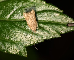 Torodora gemella