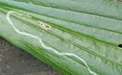 Phytomyza plantaginis