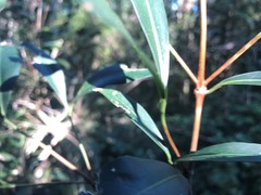 Triflorensia cameronii