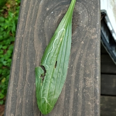 Phytomyza plantaginis