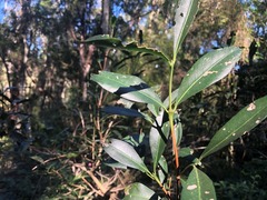 Triflorensia cameronii