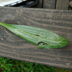 Phytomyza plantaginis