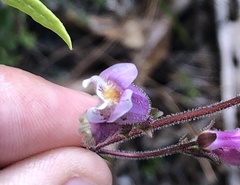 Penstemon australis