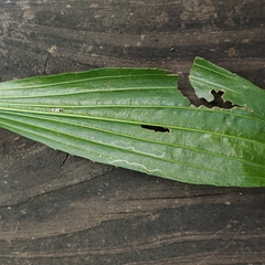 Phytomyza plantaginis