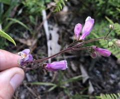 Penstemon australis