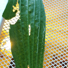 Phytomyza plantaginis