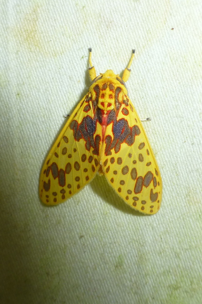 Amaxia osmophora