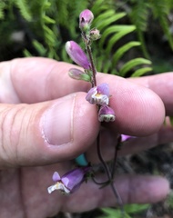 Penstemon australis