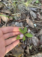 Lysimachia latifolia