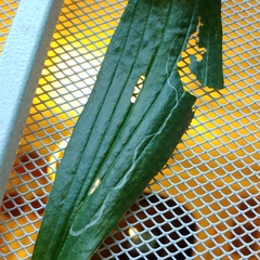 Phytomyza plantaginis