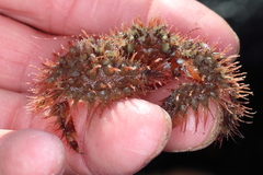 Hapalogaster mertensii