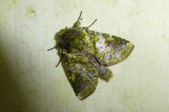 Disphragis livida